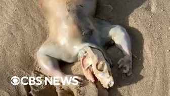 Mysterious animal corpse surfaces on beach in Queensland, Australia