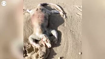 Mysterious animal corpse surfaces on beach in Queensland, Australia