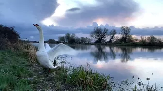 Stretching Swan