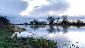 Stretching Swan