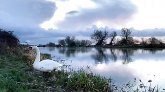 Stretching Swan