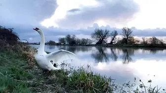 Stretching Swan