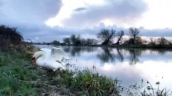 Stretching Swan