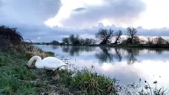 Stretching Swan