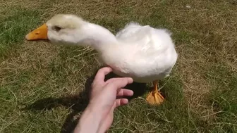 Sam the Goose Growing up Excited to See You Compilation