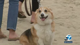 Corgis gear up for costume contests and doggie yoga at Huntington Beach event | ABC7