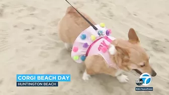 Corgis gear up for costume contests and doggie yoga at Huntington Beach event | ABC7