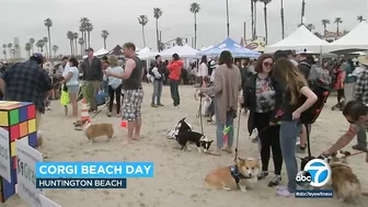 Corgis gear up for costume contests and doggie yoga at Huntington Beach event | ABC7