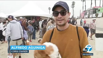 Corgis gear up for costume contests and doggie yoga at Huntington Beach event | ABC7