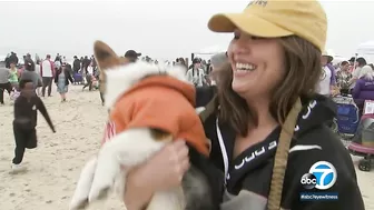 Corgis gear up for costume contests and doggie yoga at Huntington Beach event | ABC7