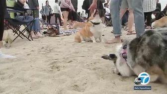 Corgis gear up for costume contests and doggie yoga at Huntington Beach event | ABC7