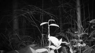 Creature Whistling Captured on Camera | Expedition Bigfoot | Travel Channel