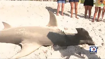 Hammerhead shark washes ashore in Pompano Beach