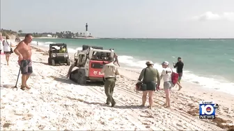 Hammerhead shark washes ashore in Pompano Beach