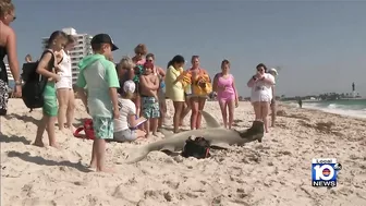 Hammerhead shark washes ashore in Pompano Beach