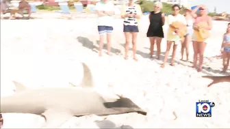 Hammerhead shark washes ashore in Pompano Beach