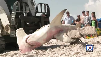 Hammerhead shark washes ashore in Pompano Beach