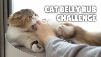 CAT BELLY RUB CHALLENGE | Kittisaurus