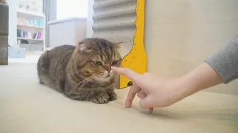 CAT BELLY RUB CHALLENGE | Kittisaurus