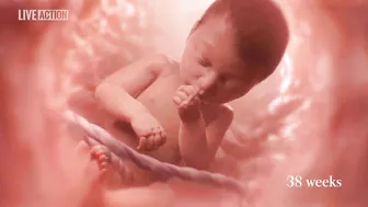 Meet Baby Olivia | A Never Before Seen Look At Human Life In The Womb