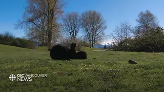 Jericho Beach bunny boom