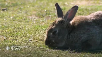 Jericho Beach bunny boom