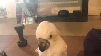 Cockatoo says he's done with games for now...