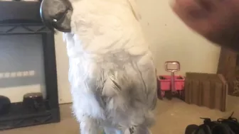 Cockatoo says he's done with games for now...