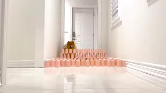 My Dogs Try Paper Cup Challenge