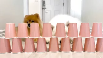 My Dogs Try Paper Cup Challenge