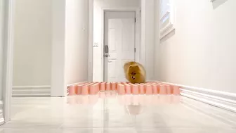 My Dogs Try Paper Cup Challenge