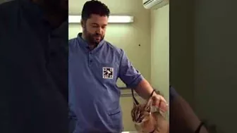 Caracal Hisses at Vet While Being Vaccinated