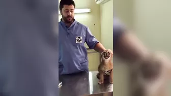 Caracal Hisses at Vet While Being Vaccinated