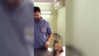 Caracal Hisses at Vet While Being Vaccinated