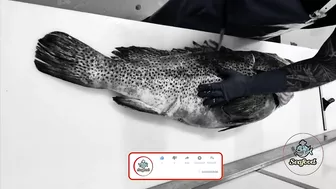 Amazing Live Fish Cutting Skills | Fish Cutting Compilation | fish cutting videos #seafood