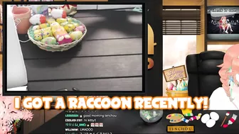 Kiara's "raccoon" enters the stream to eat some eggs