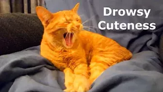 Cute drowsy stretching (Subscriber treats end of video)