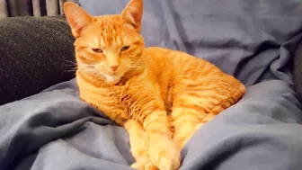 Cute drowsy stretching (Subscriber treats end of video)