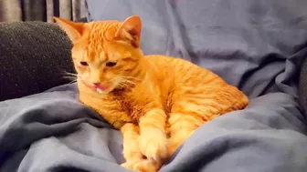 Cute drowsy stretching (Subscriber treats end of video)