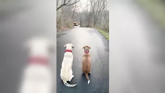 Two Dogs Waiting for the Boys to Come From School Patiently in the Street