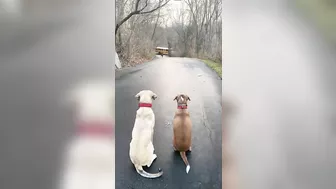 Two Dogs Waiting for the Boys to Come From School Patiently in the Street