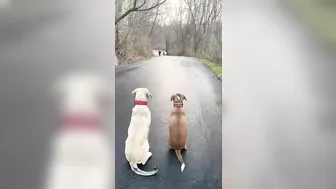 Two Dogs Waiting for the Boys to Come From School Patiently in the Street