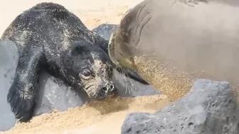 Caught on Camera: Endangered Seal Born on Beach