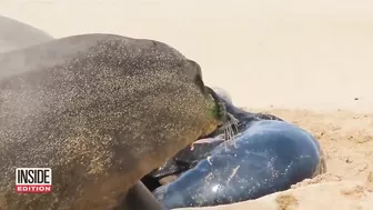 Caught on Camera: Endangered Seal Born on Beach