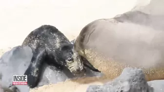 Caught on Camera: Endangered Seal Born on Beach