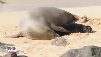 Caught on Camera: Endangered Seal Born on Beach