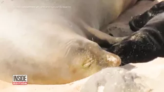 Caught on Camera: Endangered Seal Born on Beach