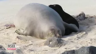 Caught on Camera: Endangered Seal Born on Beach