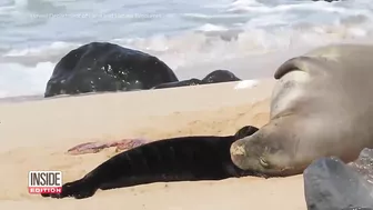 Caught on Camera: Endangered Seal Born on Beach