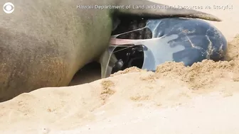 Birth of monk seal pup caught on camera at Hawaii beach